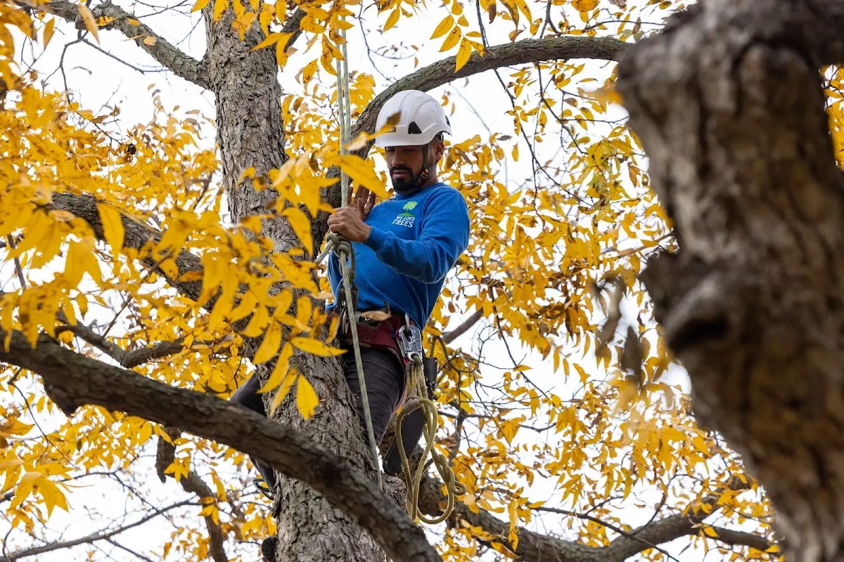 Skilled Storm Damage Cleanup crew working in Berwyn